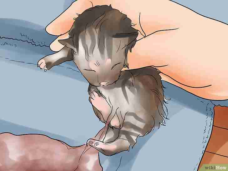 以Help a Cat Give Birth Step 13为标题的图片