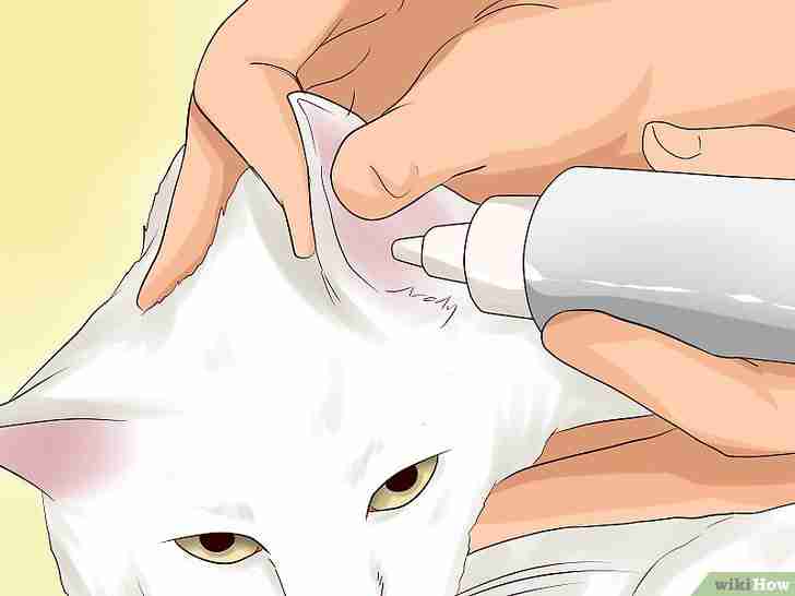 Titel afbeelding Get Rid of Ear Mites in a Cat Step 10