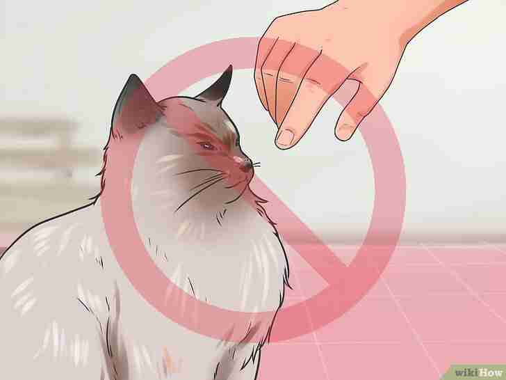 Gambar berjudul Stop a Cat from Biting and Scratching Step 2