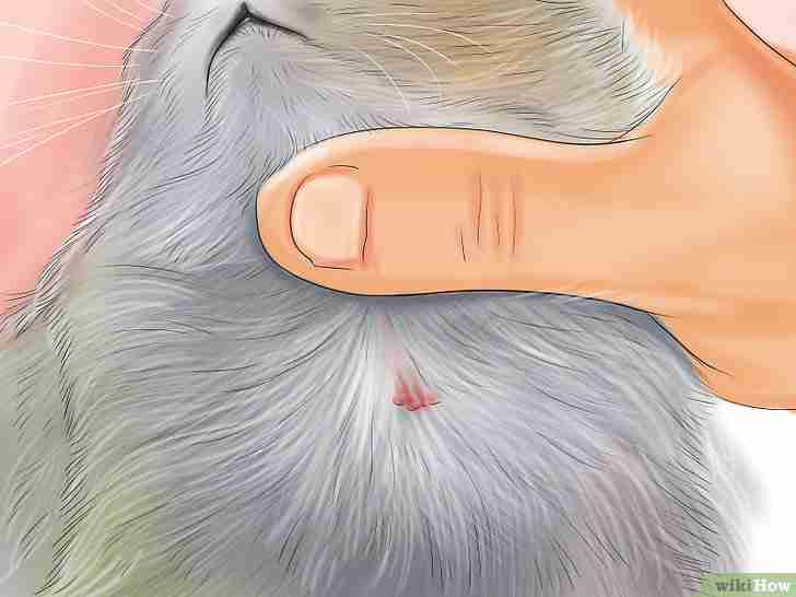 Gambar berjudul Know if Your Cat Is Sick Step 13