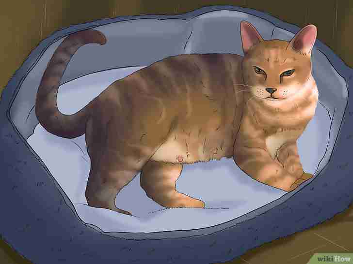 Gambar berjudul Tell if a Cat is Pregnant Step 12